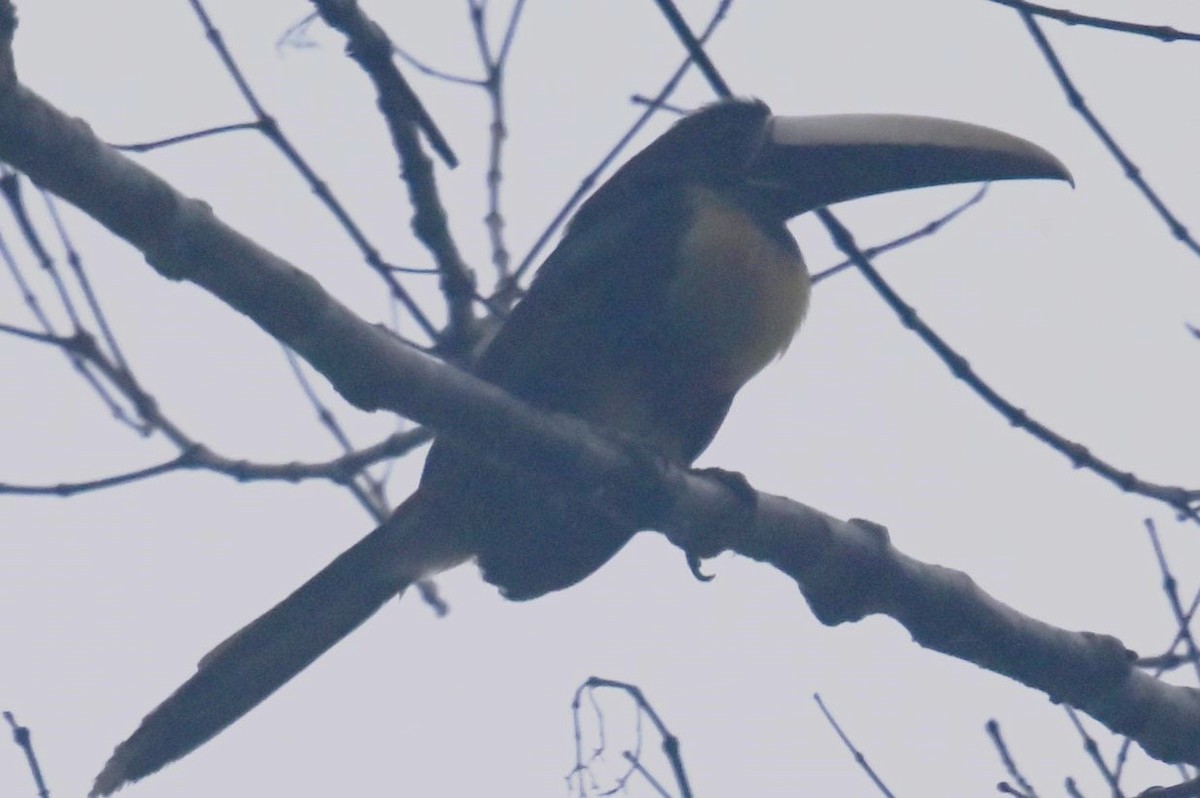 Black-necked Aracari - ML624075317