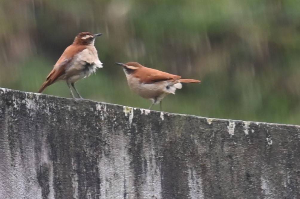 Wing-banded Hornero - Carol Thompson