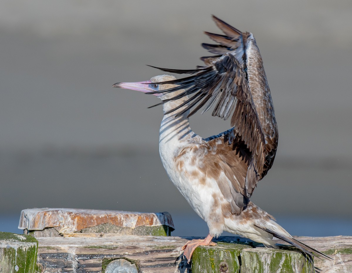 Red-footed Booby - ML624075360