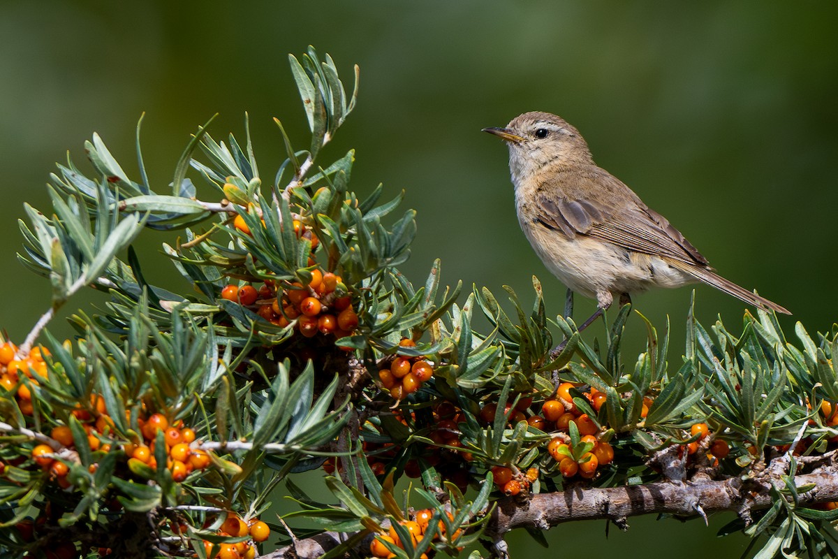 Mountain Chiffchaff - ML624075405