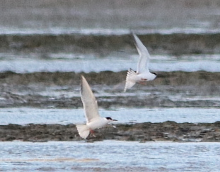 Common Tern - Yves Robichaud