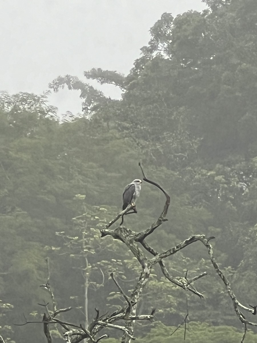 White-tailed Kite - ML624075551