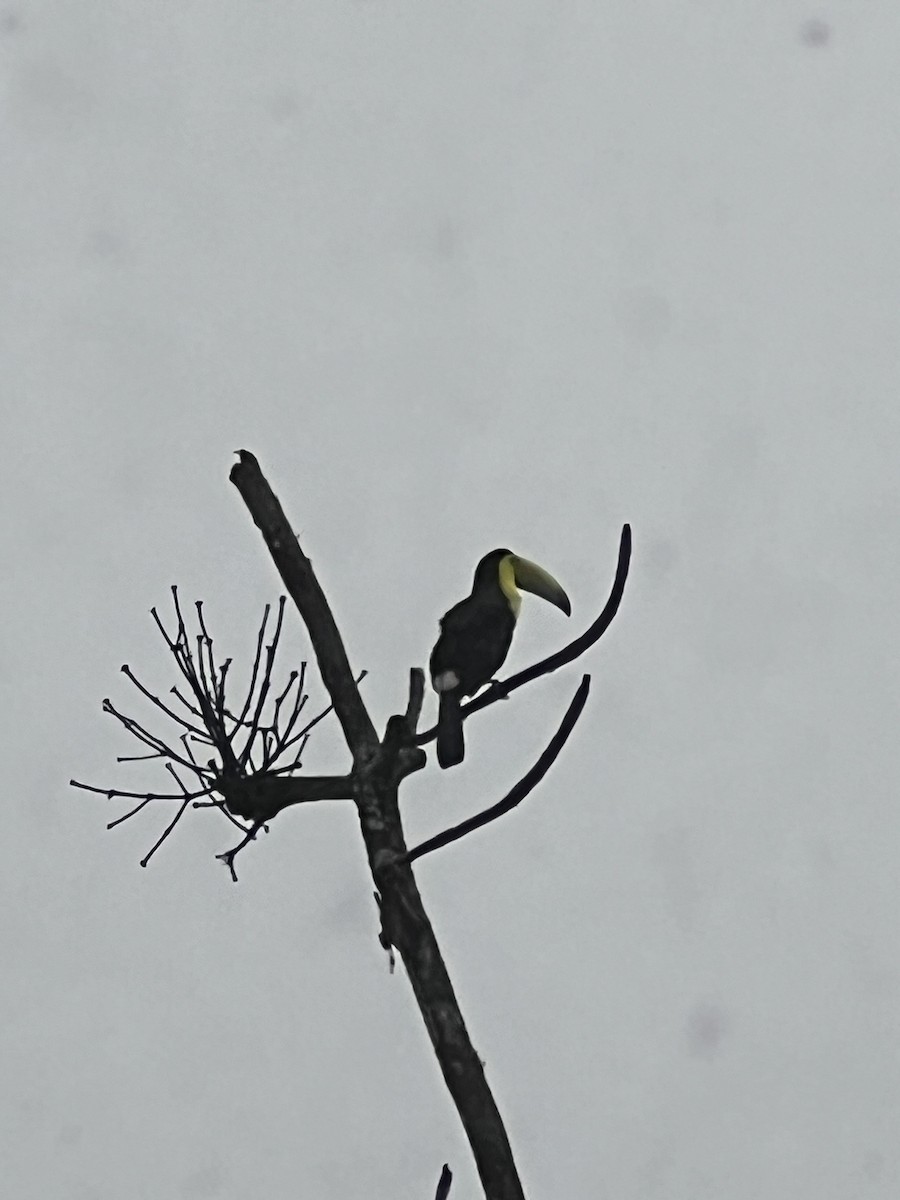 Keel-billed Toucan - ML624075556