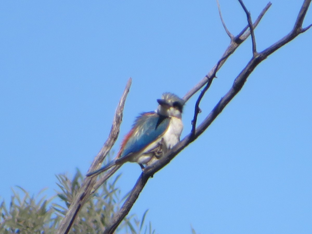 Red-backed Kingfisher - ML624075573