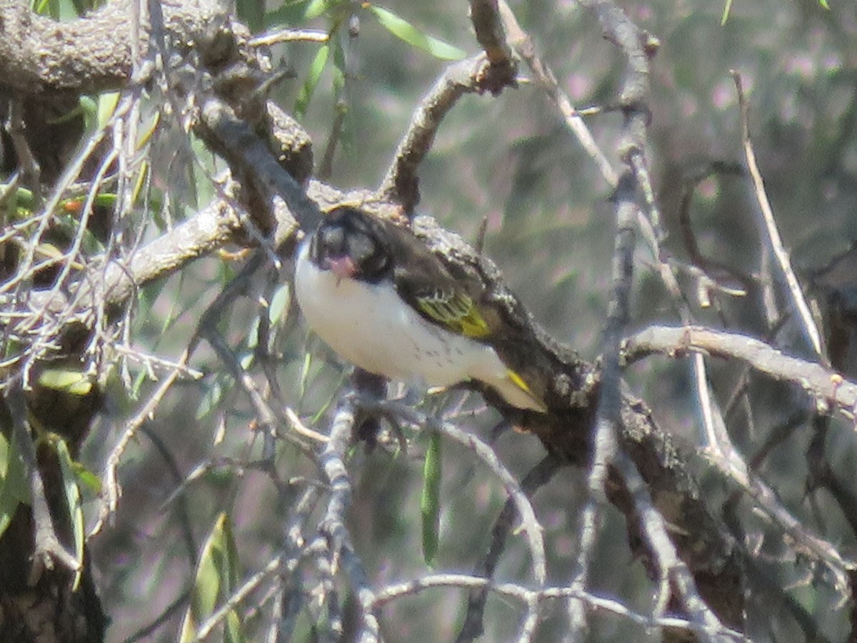 Painted Honeyeater - ML624075586