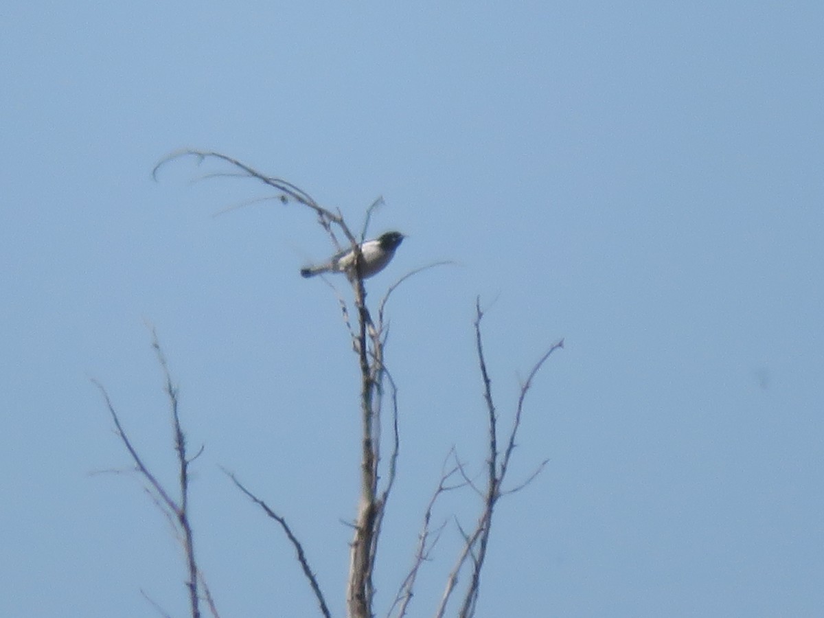 Pied Honeyeater - ML624075592