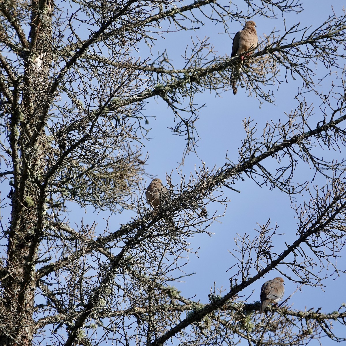 Mourning Dove - ML624075594