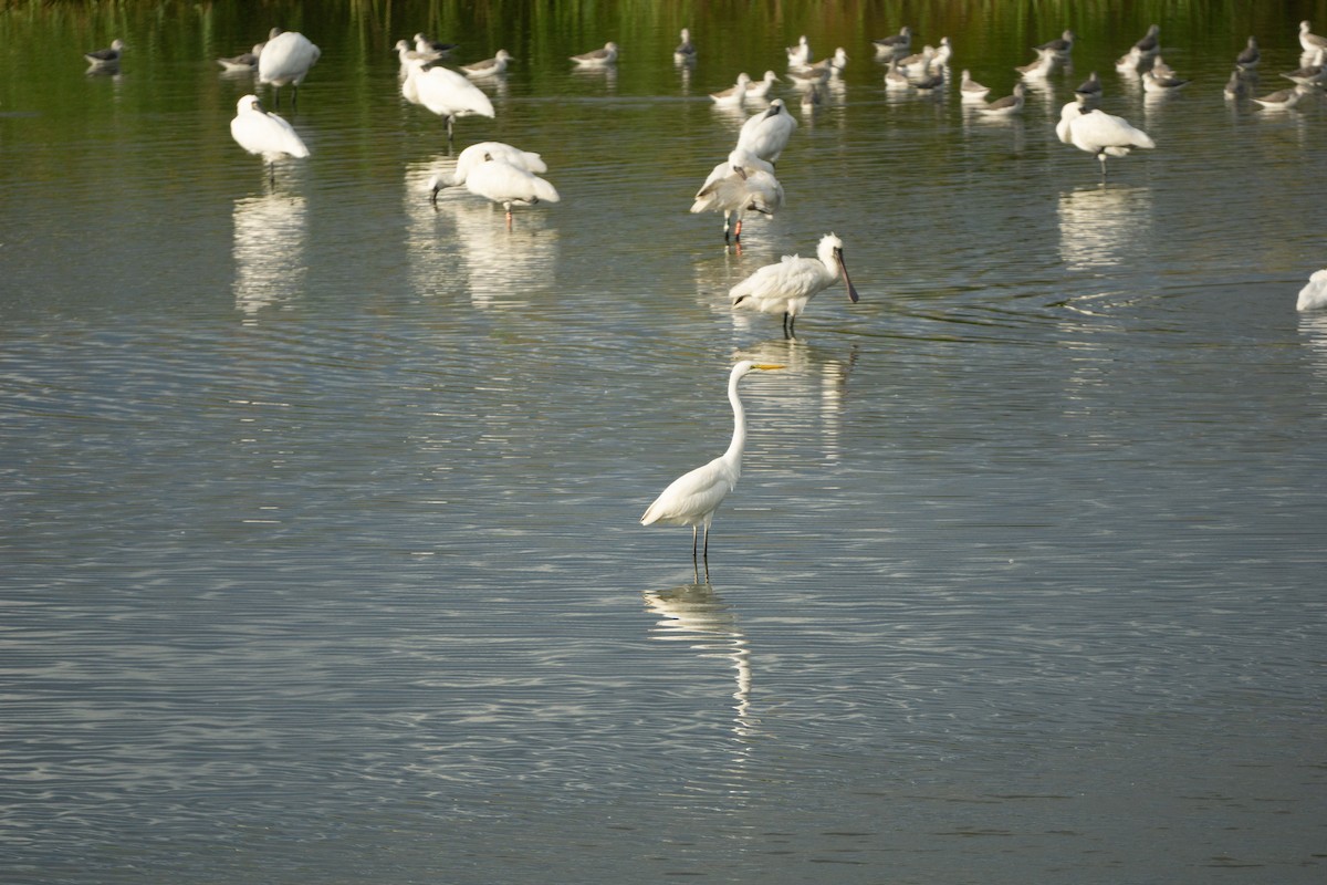 Great Egret (modesta) - ML624075600