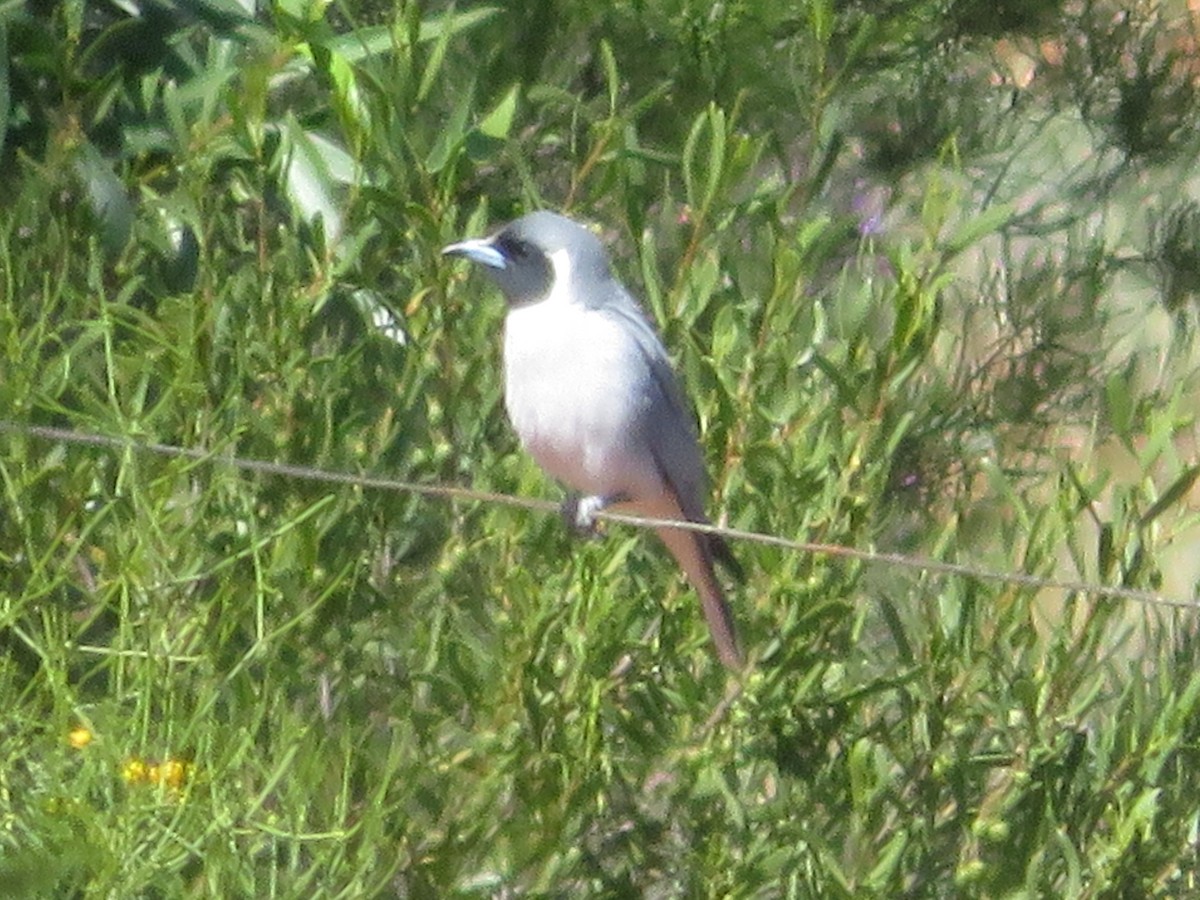 Masked Woodswallow - ML624075601