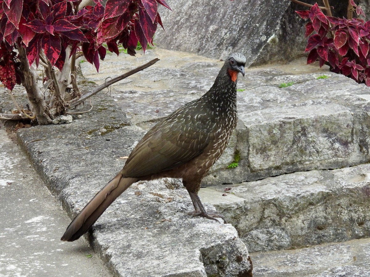 Dusky-legged Guan - ML624075603