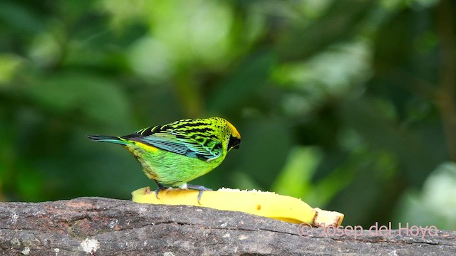 Green-and-gold Tanager - ML624075662