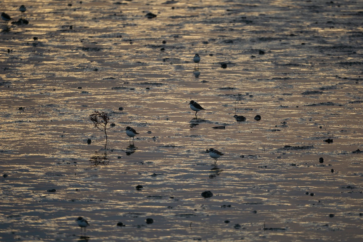 Siberian Sand-Plover - ML624075671