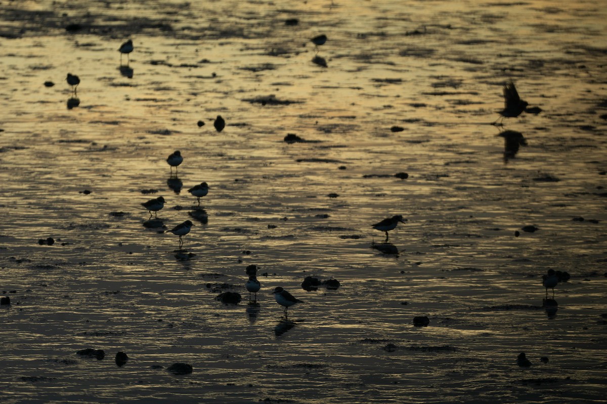 Siberian Sand-Plover - ML624075689