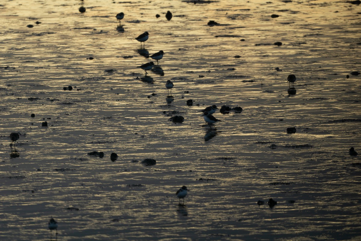 Siberian Sand-Plover - ML624075691