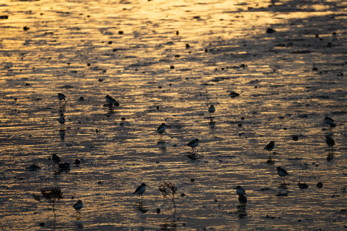 Siberian Sand-Plover - ML624075692