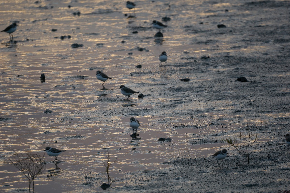 Siberian Sand-Plover - ML624075694