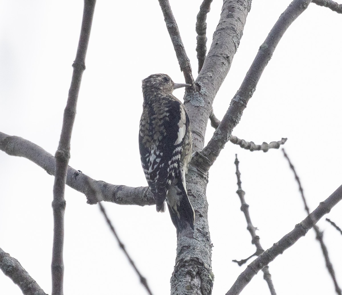 Yellow-bellied Sapsucker - Tom Younkin