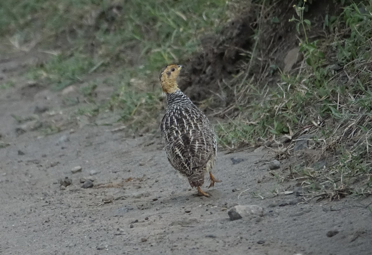 Coqui Francolin - ML624075842