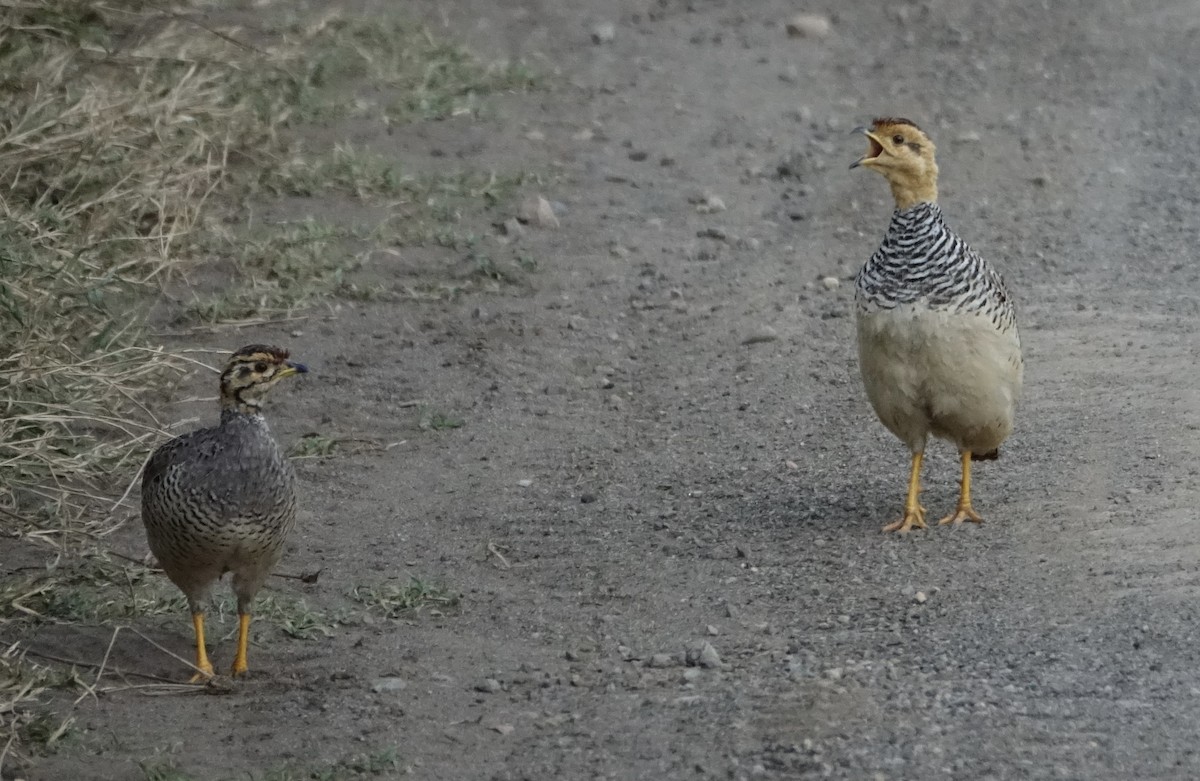 Coqui Francolin - Martin Brookes