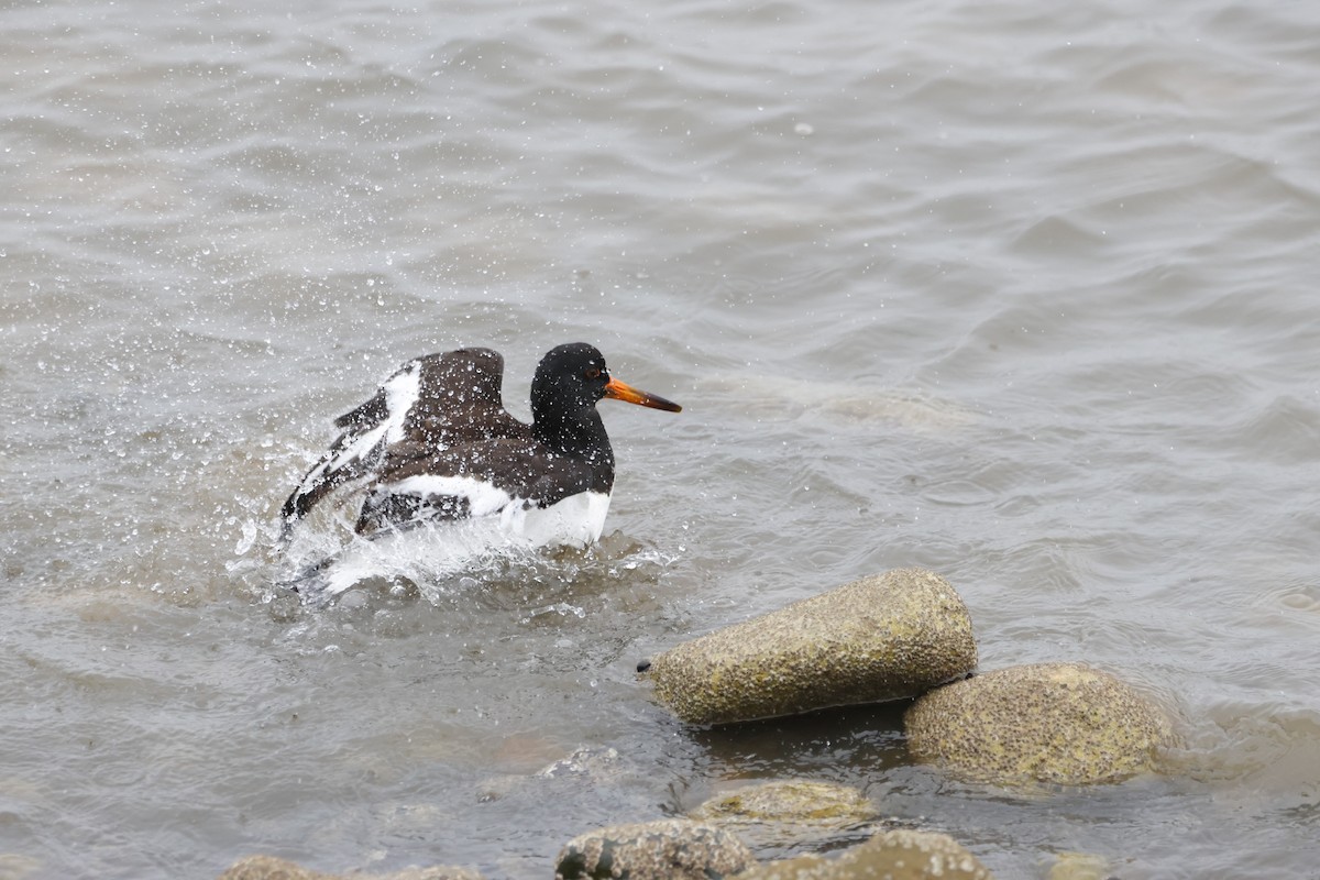 Eurasian Oystercatcher - Gareth Bowes