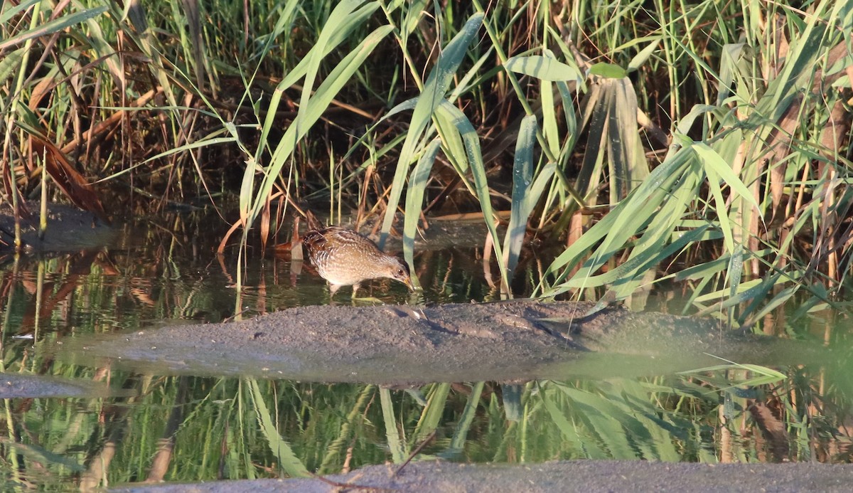 Spotted Crake - ML624075882