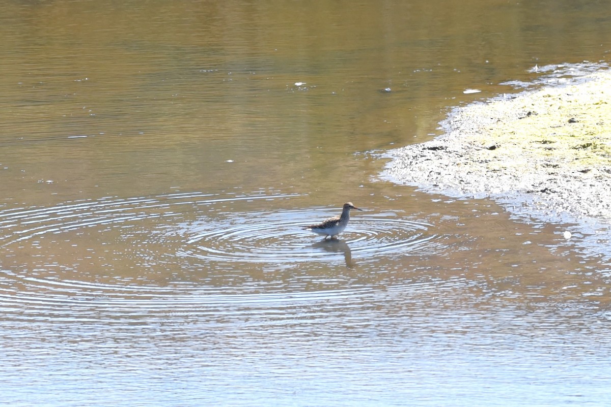 Pectoral Sandpiper - ML624075887