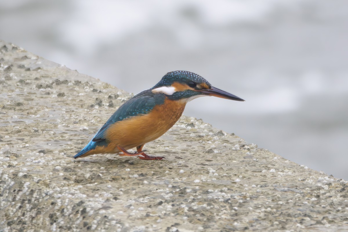 Common Kingfisher - Gareth Bowes