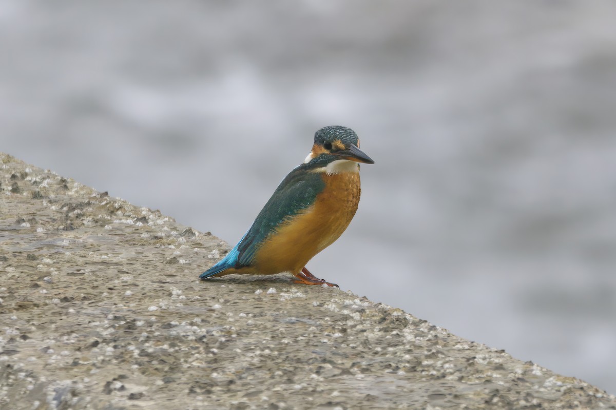 Common Kingfisher - Gareth Bowes