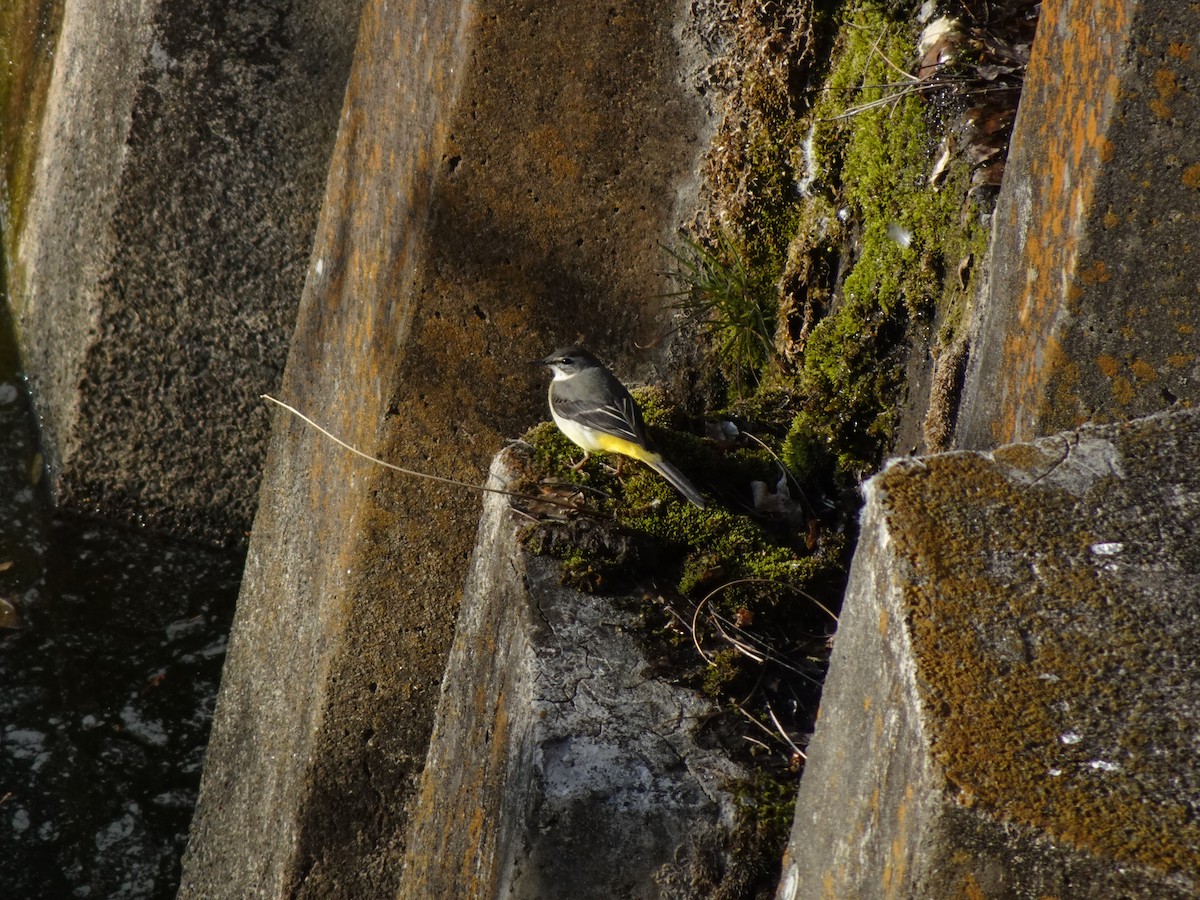 Gray Wagtail - Pierre Alquier