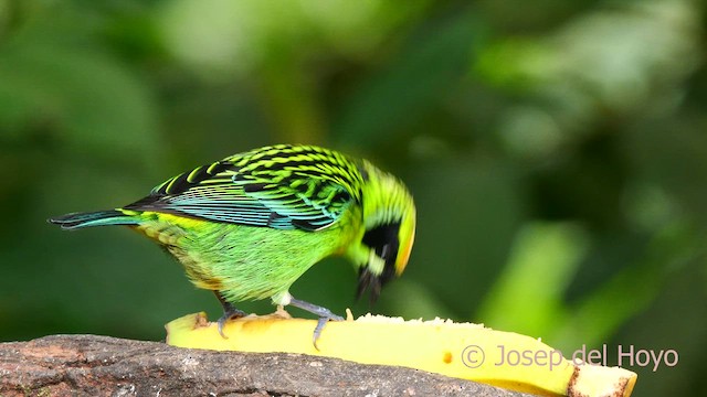 Green-and-gold Tanager - ML624076072
