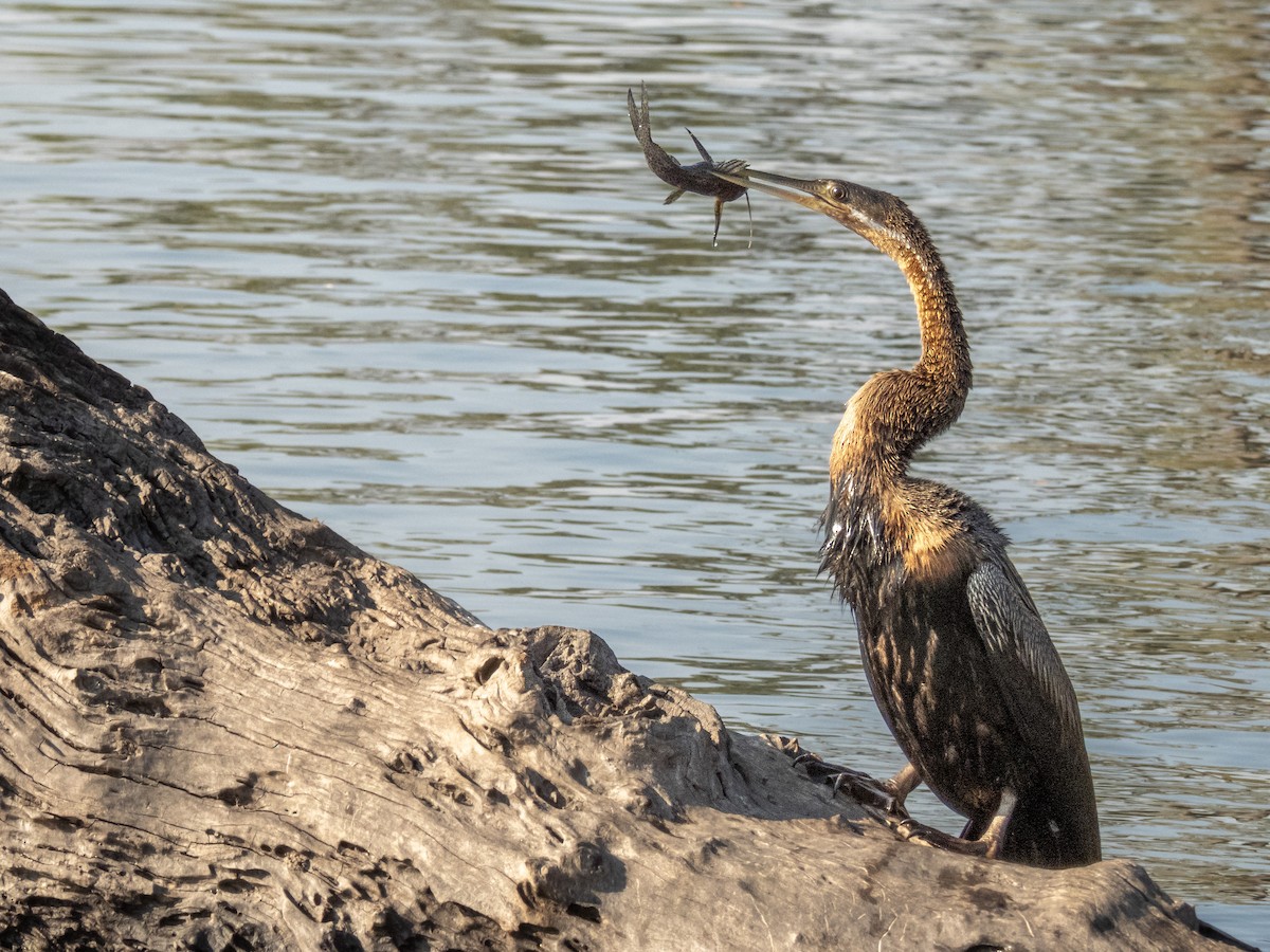 アフリカヘビウ - ML624076074