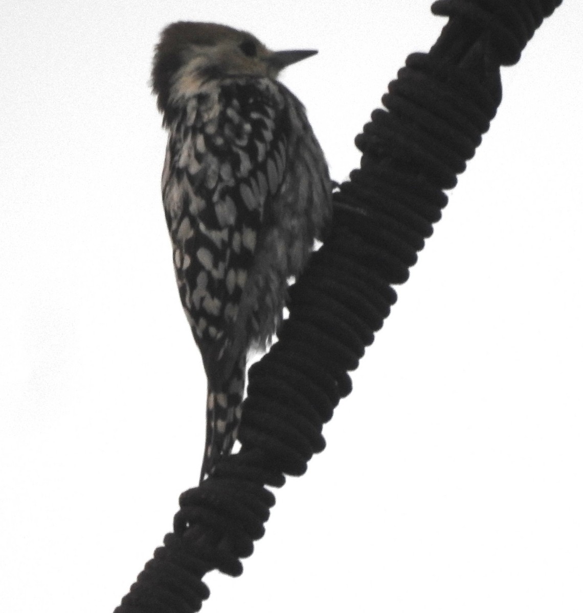 Yellow-crowned Woodpecker - ML624076111