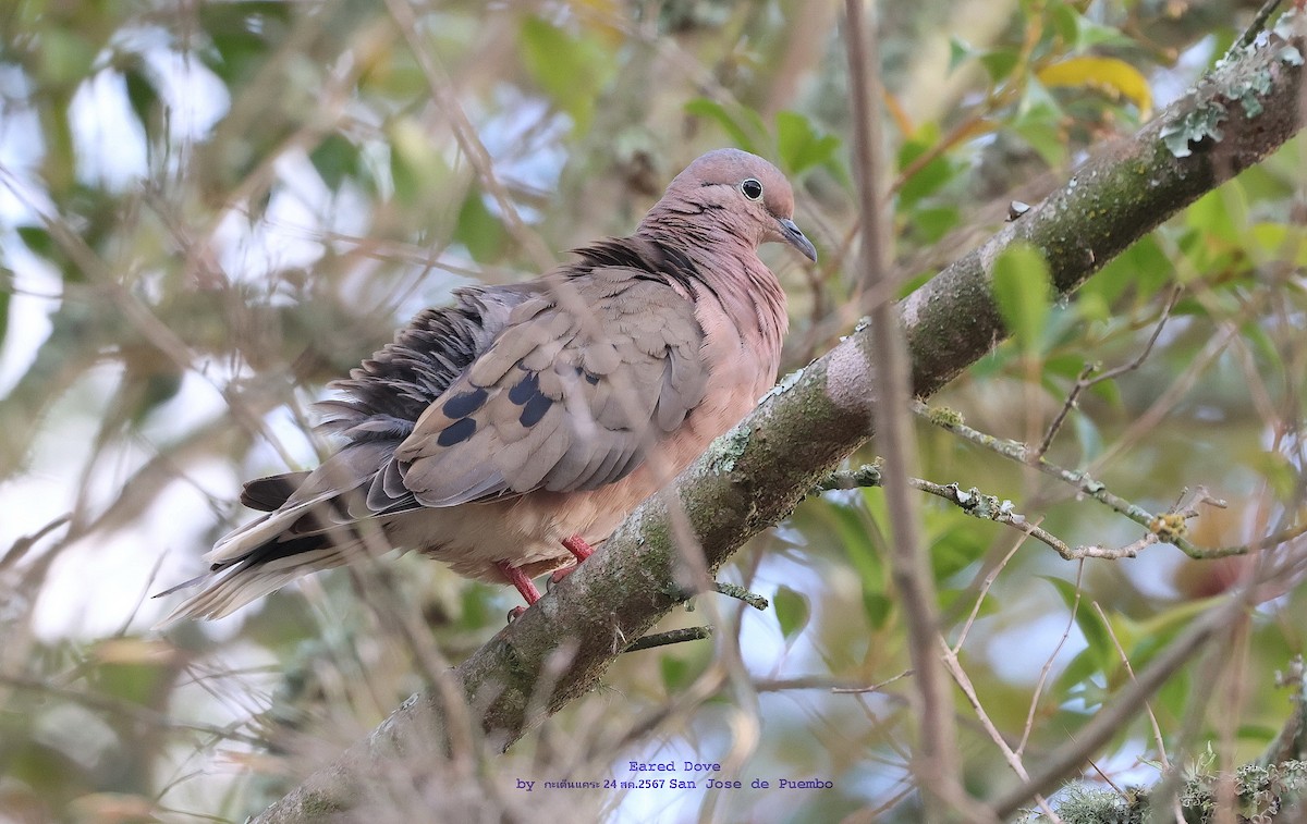 Eared Dove - Argrit Boonsanguan