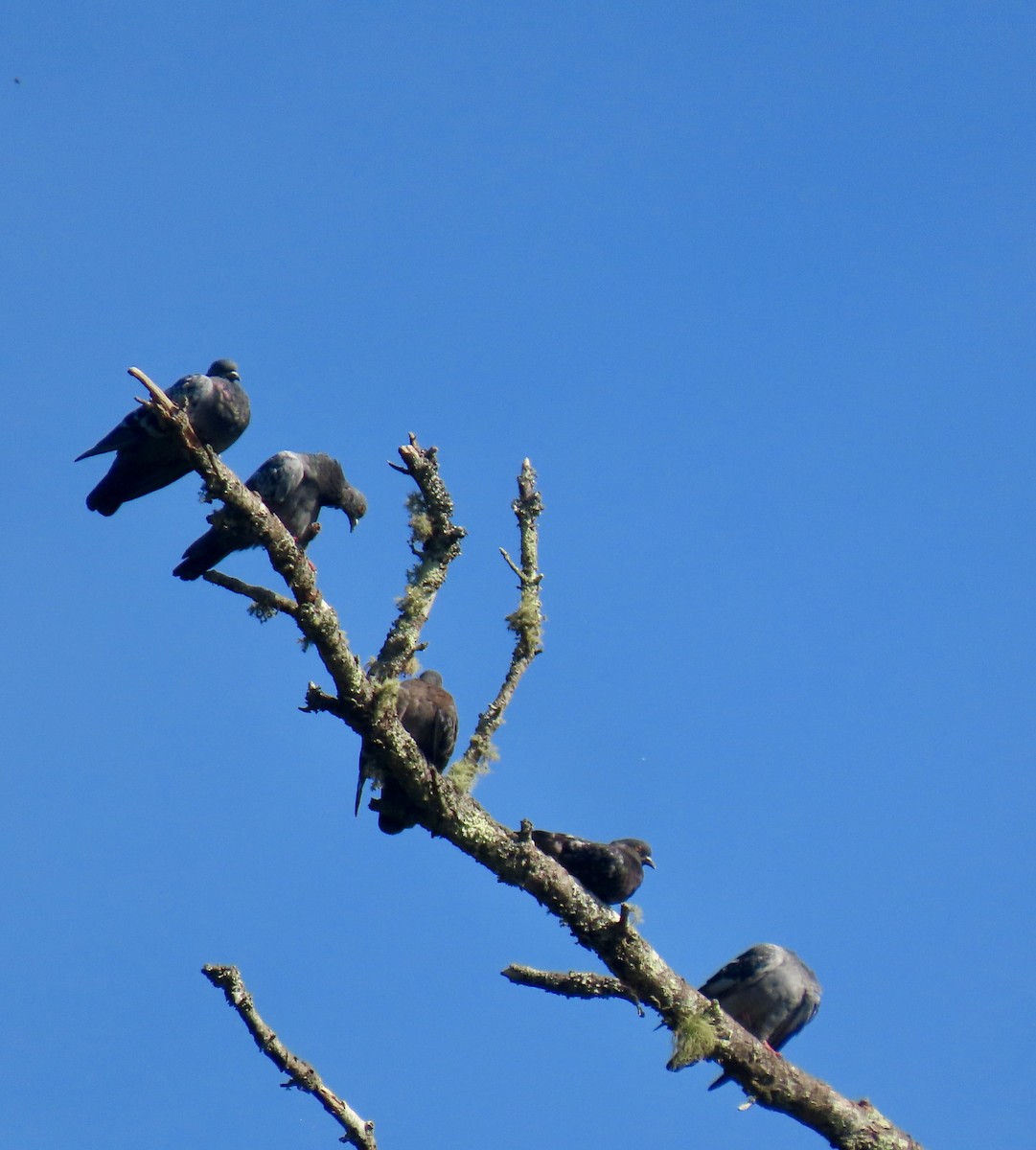 Rock Pigeon (Feral Pigeon) - ML624076135