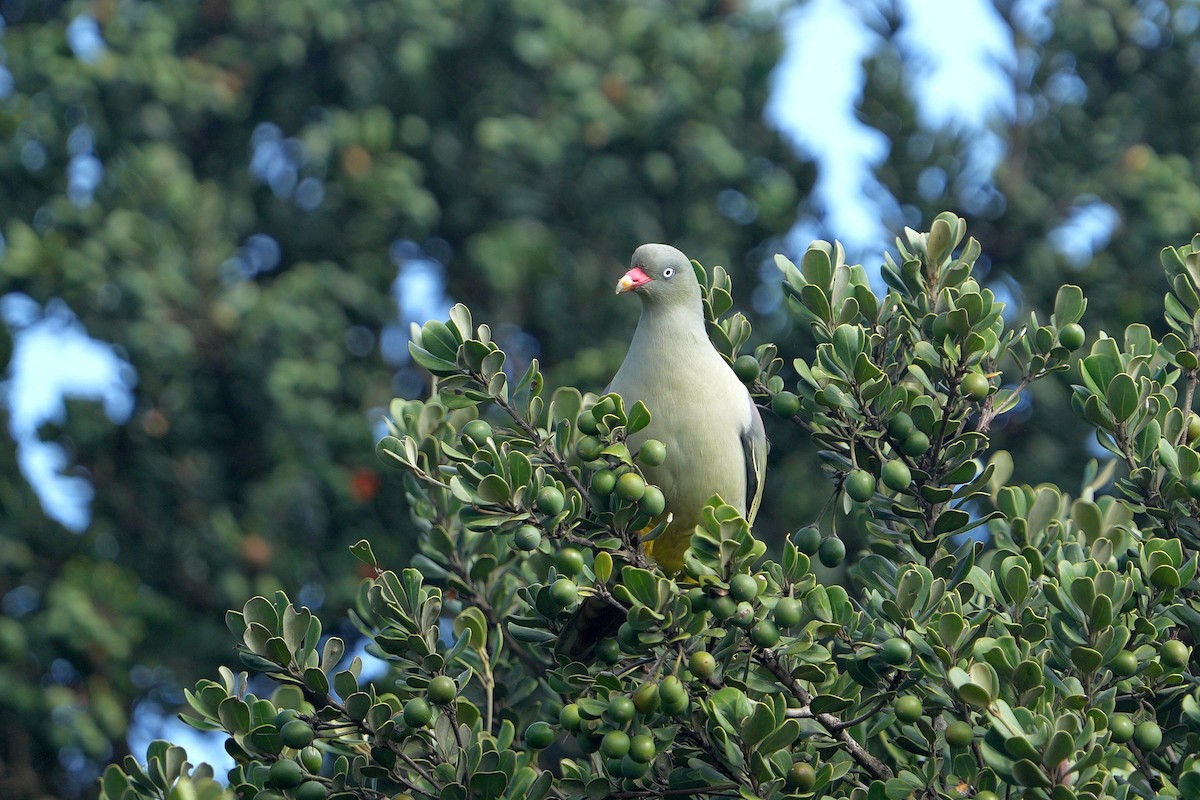 African Green-Pigeon - ML624076138