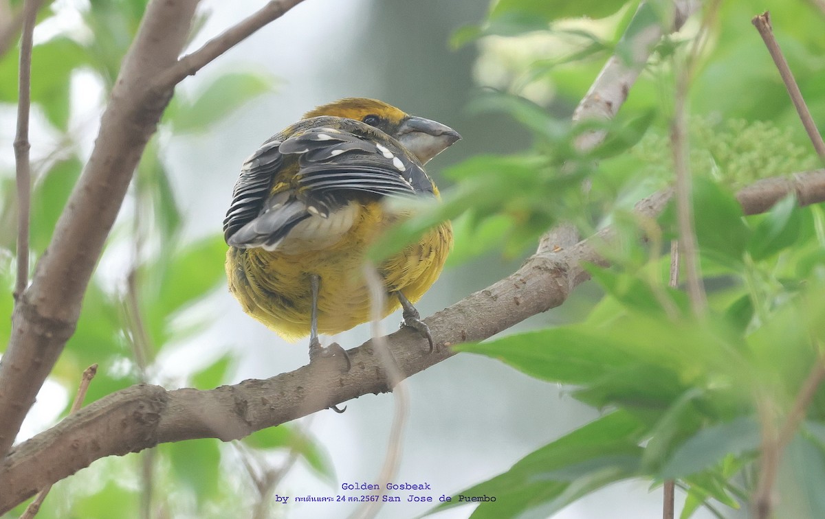 Golden Grosbeak - Argrit Boonsanguan