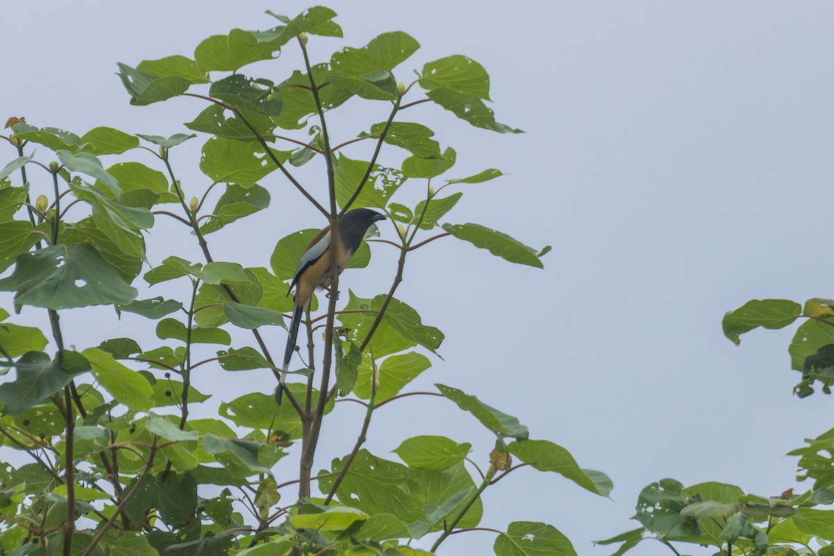 Rufous Treepie - ML624076162