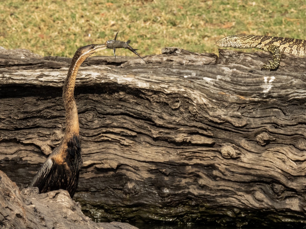 African Darter - Christopher B 🦆