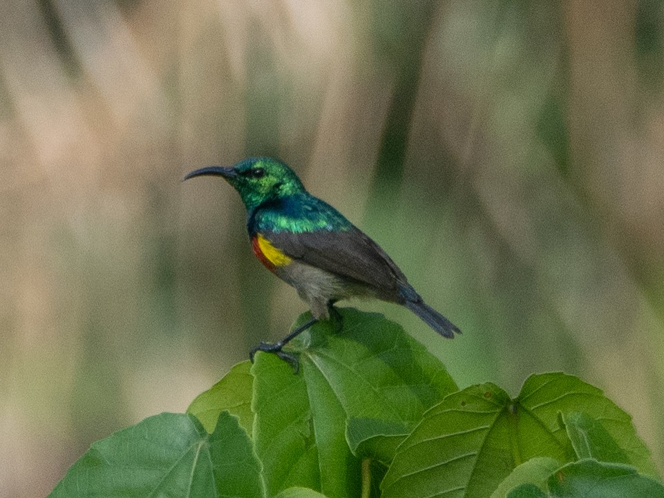 Olive-bellied Sunbird - Gavin Ailes