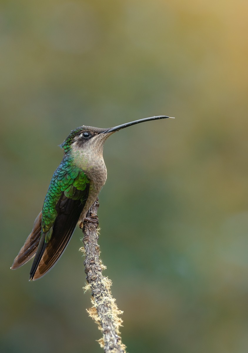 Colibri de la Talamanca - ML624076214