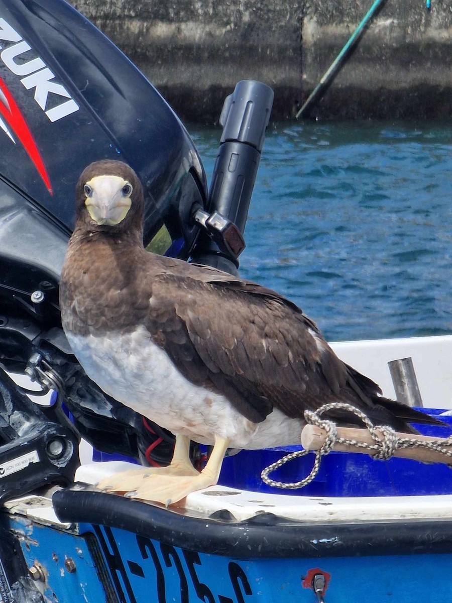 白腹鰹鳥 - ML624076239