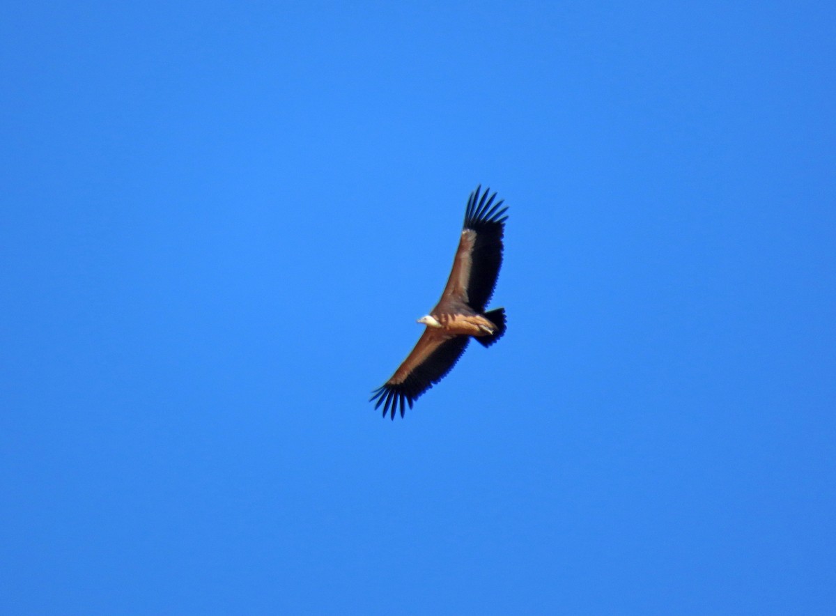 Eurasian Griffon - Francisco Javier Calvo lesmes