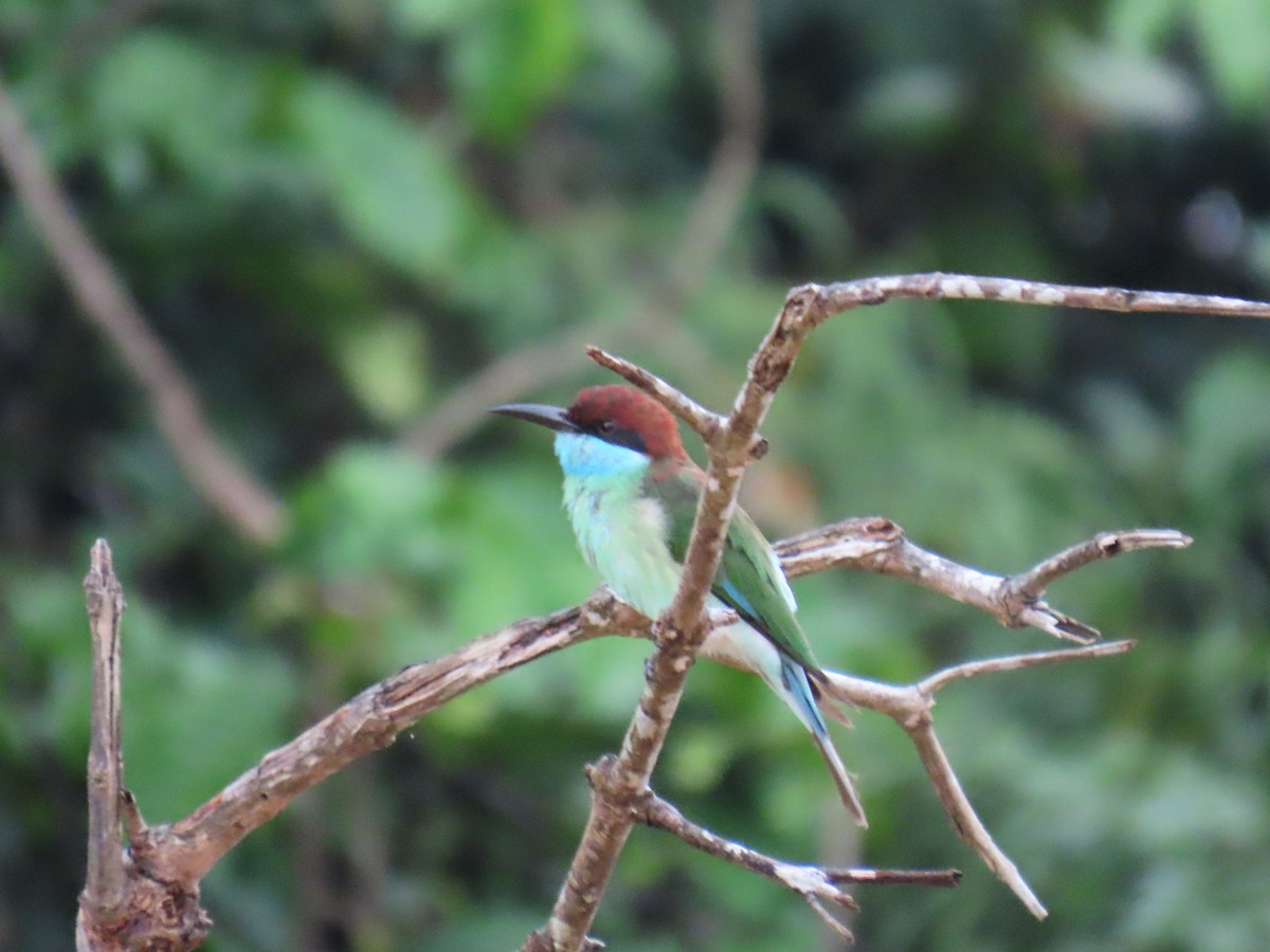 Abejaruco Gorjiazul - ML624076297