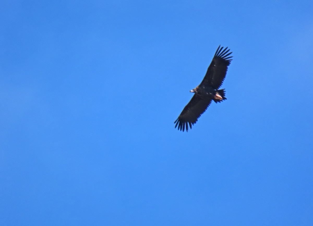 Cinereous Vulture - ML624076310