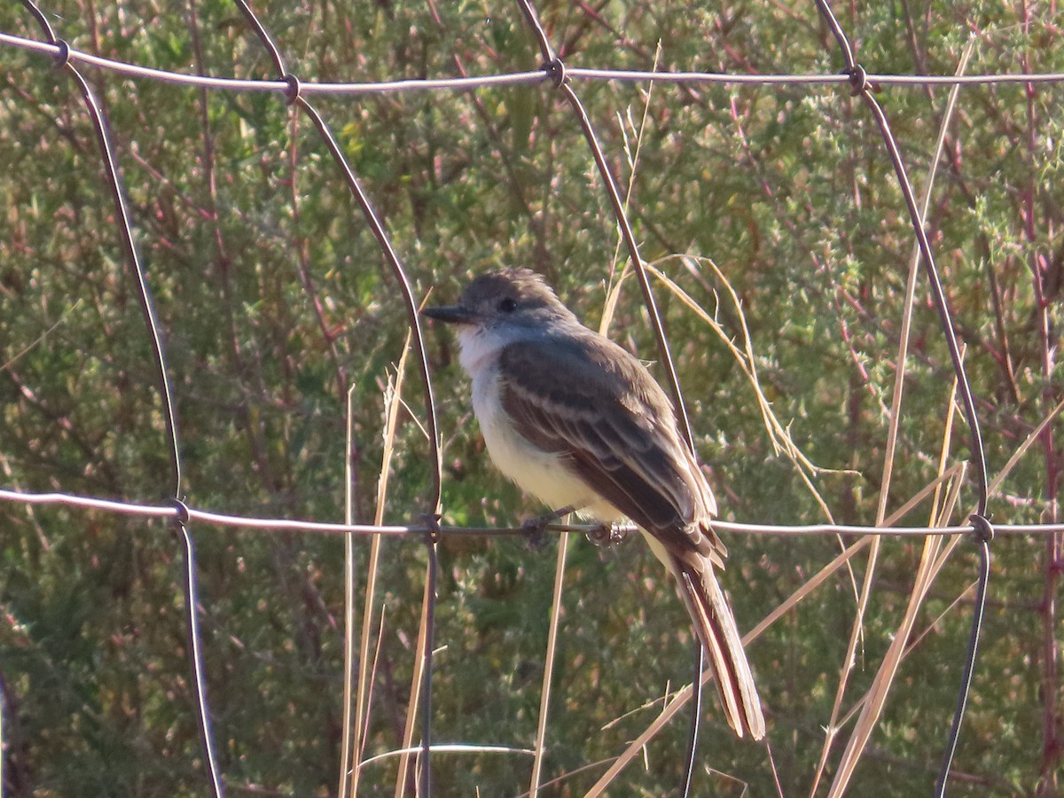 Ash-throated Flycatcher - ML624076339