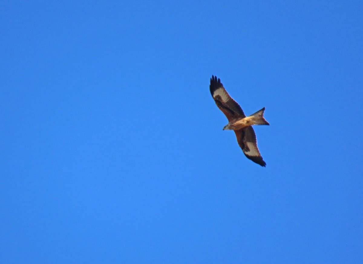 Red Kite - ML624076342