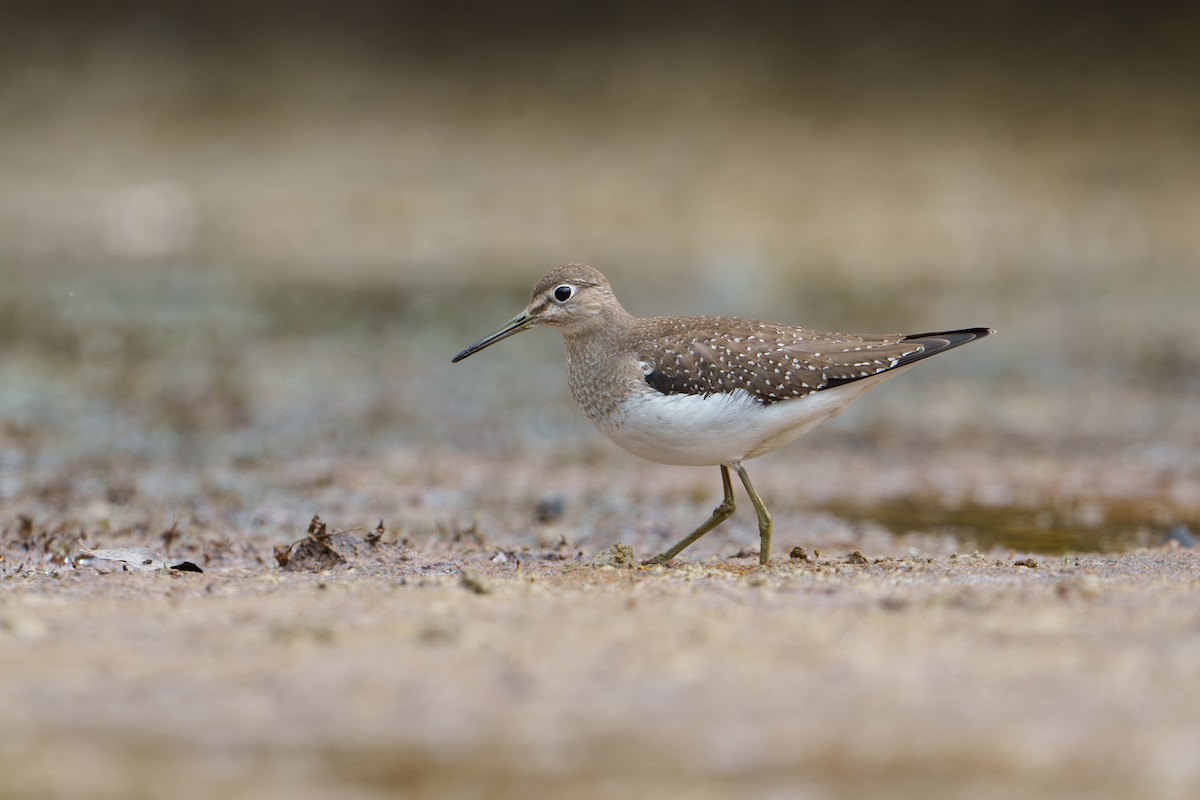 Solitary Sandpiper - ML624076348