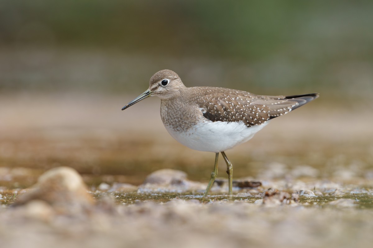 Solitary Sandpiper - ML624076355