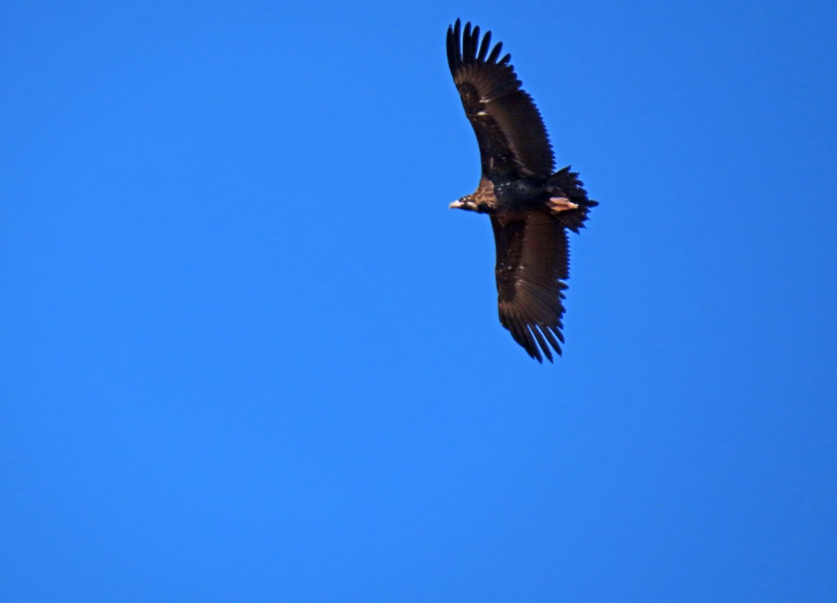 Cinereous Vulture - ML624076370