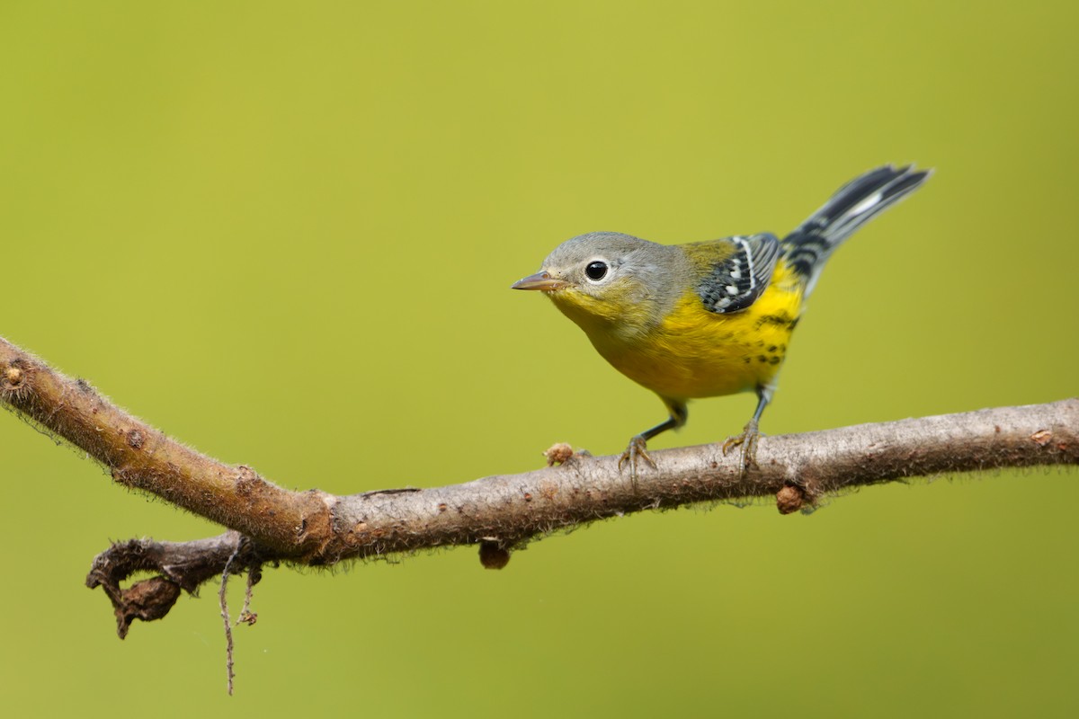 Magnolia Warbler - ML624076379